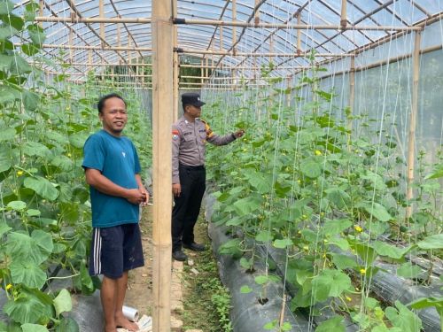 bhabinkamtibmas polsek simpang pematang melaksanakan sambang pekarangan pangan bergizi