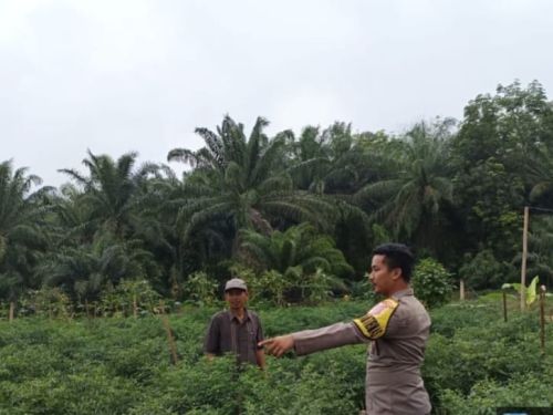 Bhabinkamtibmas Polsubsektor Mesuji melaksanakan kegiatan sambang dan binluh kepada masyarakat dalam rangka ketahanan pangan