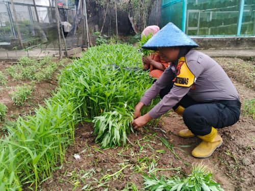bhbainakmtibmas polsek simpang pematang laksanakan giat sambang dan bimbingan ketahanan pangan