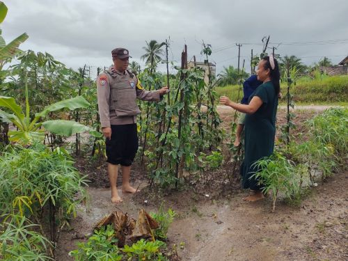 Dalam rangka mendukung asta cita presiden ri, bhabinkamtibmas polsek mesuji timur laksanakan monitoring ketahanan pangan