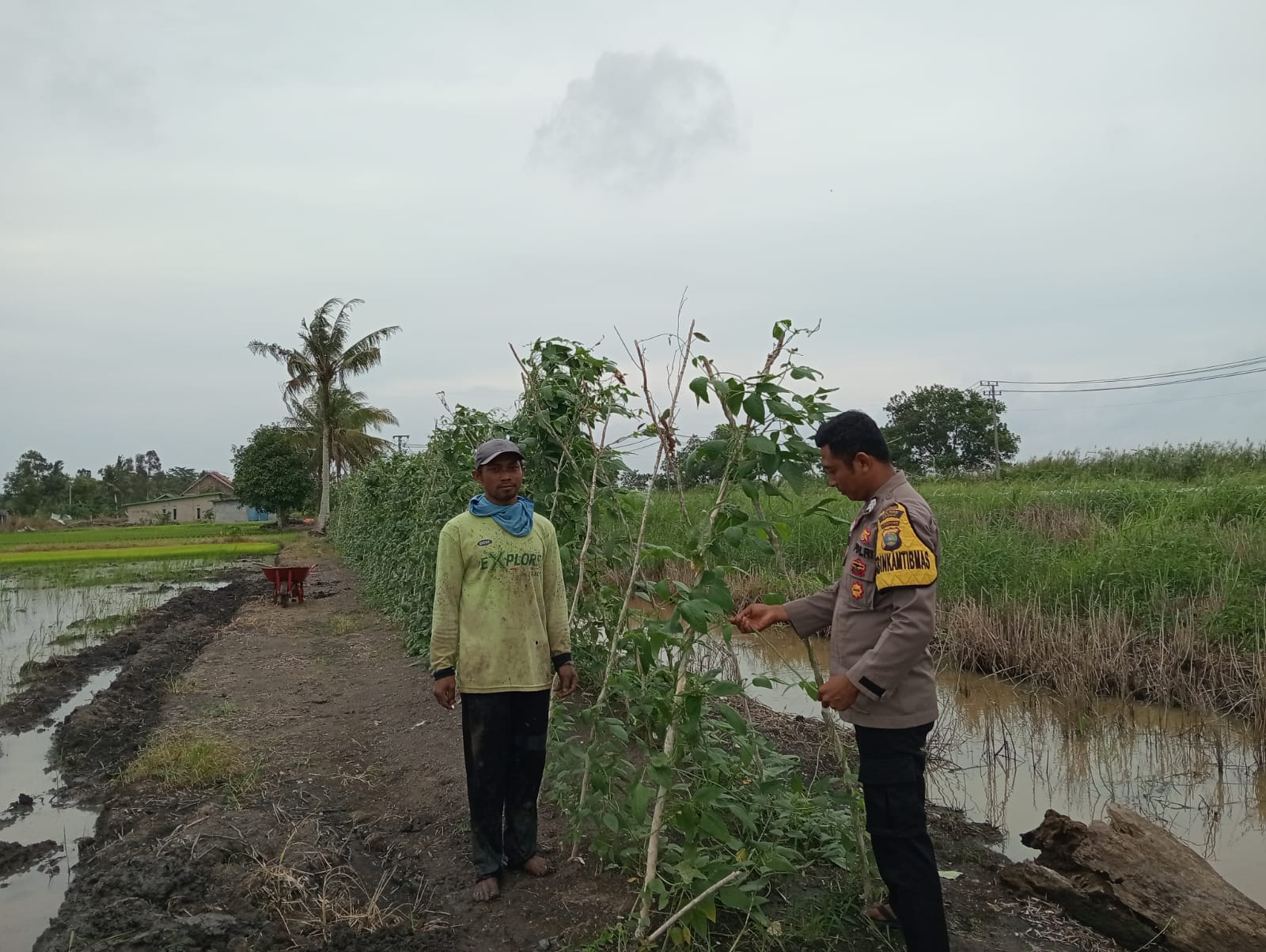 Polsubsek Rawa Jitu Utara Laksanakan Pengecekan Tanaman Kacang Panjang Mendukung Program Asta Cita Presiden RI